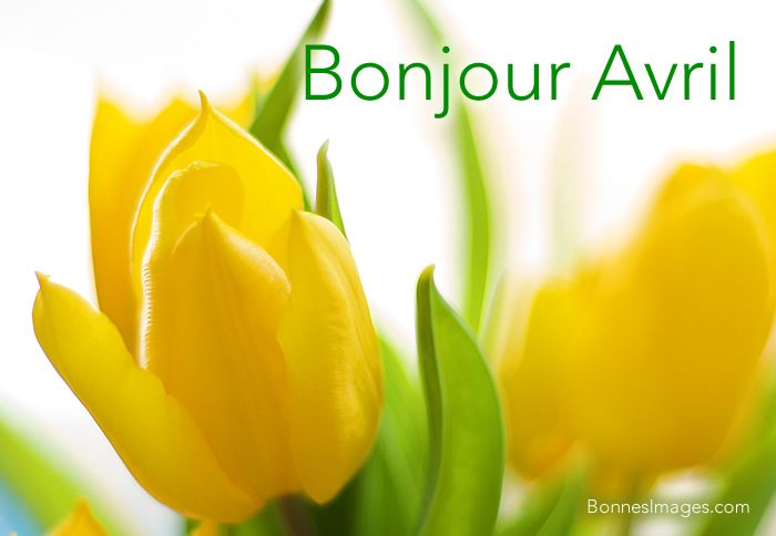 Des tulipes jaunes et la phrase Bonjour Avril